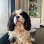 animal, black_white_brown, cavalier_king_charles_spaniel, companion, curly_fur, cute, display_cabinet, dog, domestic, floor, glass_door, indoor, long_ears, pet, portrait, reflection, sitting, tiled_floor, trophies, window