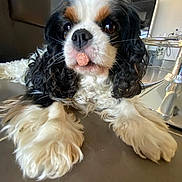 Nora a rejoint le concours — aidez-le/la à gagner de superbes lots ! animal, black_and_white, brown_spots, cavalier_king_charles_spaniel, closeup, companion, curly_fur, cute, dog, floor, fur, houseplant, indoor, living_room, obedient, paws, pet, tongue, treat, waiting