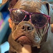 Deebo is registered to the contest to win money with this photo: dog, sunglasses, indoor, brown_dog, close_up, pet, animal, blurred_background, cool, funny, portrait, face, muzzle, ears, expression, seated, domestic_animal, accessory, casual, cute