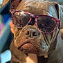 dog, sunglasses, indoor, brown_dog, close_up, pet, animal, blurred_background, cool, funny, portrait, face, muzzle, ears, expression, seated, domestic_animal, accessory, casual, cute