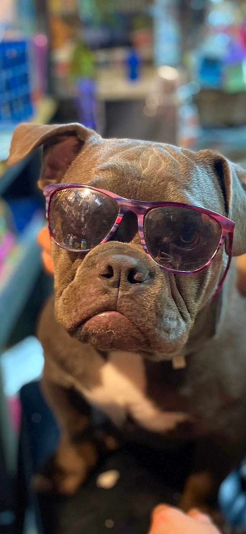 Deebo is registered to the contest to win money with this photo: dog, sunglasses, indoor, brown_dog, close_up, pet, animal, blurred_background, cool, funny, portrait, face, muzzle, ears, expression, seated, domestic_animal, accessory, casual, cute