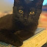 Jace joined the competition — help win amazing prizes! black_cat, blurred_background, book, cat, close_up, cozy, domestic, ears, feline, fur, indoors, pages, paw, pet, portrait, relaxed, shallow_depth_of_field, sitting, whiskers, yellow_eyes