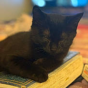 Jace joined the competition — help win amazing prizes! black_cat, blurred_background, bokeh, book, cat, close_up, cozy, feline, hardcover, home, indoor, nap, pages, paw, pet, portrait, relaxation, resting, sleeping, whiskers