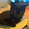 black_cat, blurred_background, bokeh, book, cat, close_up, cozy, feline, hardcover, home, indoor, nap, pages, paw, pet, portrait, relaxation, resting, sleeping, whiskers