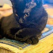 Jace joined the competition — help win amazing prizes! cat, black_cat, feline, pet, paw, paws, book, old_book, pages, close_up, portrait, yellow_eyes, whiskers, indoor, cozy, blurred_background, shallow_depth_of_field, resting, curious, vintage_book
