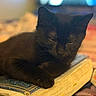 Jace joined the competition — help win amazing prizes! black_cat, bokeh, book, bookmark, cat, close_up, cozy, fur, home, indoors, pages, paw, pet, portrait, reading, relaxing, sleepy, soft_lighting, vintage_book, whiskers