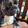 Scotty a rejoint le concours — aidez-le/la à gagner de superbes lots ! dog, french_bulldog, pet, animal, portrait, close_up, brindle_coat, white_chest, wrinkles, ears, dark_eyes, muzzle, paws, sitting, lap, balcony, wooden_railing, outdoor, sunlight, humorous_expression