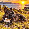 Scotty a rejoint le concours — aidez-le/la à gagner de superbes lots ! dog, french_bulldog, brindle, pet, animal, lying_down, outdoors, wildflowers, meadow, sunset, seascape, ocean, mountains, coastline, nature, golden_hour, portrait, ears, muzzle, landscape