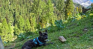 Scotty participe au concours pour gagner de l'argent avec cette photo : dog, french_bulldog, pet, outdoors, mountains, alpine, forest, evergreen_trees, meadow, wildflowers, grass, hiking, harness, leash, landscape, rocky_peaks, snow, blue_sky, nature, scenic