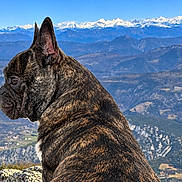 Scotty participe au concours pour gagner de l'argent avec cette photo : dog, french_bulldog, canine, pet, animal, portrait, outdoor, mountain, mountainscape, snowy_peaks, valley, landscape, sky, blue_sky, elevated_view, travel, adventure, nature, fur, sitting