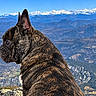 dog, french_bulldog, canine, pet, animal, portrait, outdoor, mountain, mountainscape, snowy_peaks, valley, landscape, sky, blue_sky, elevated_view, travel, adventure, nature, fur, sitting