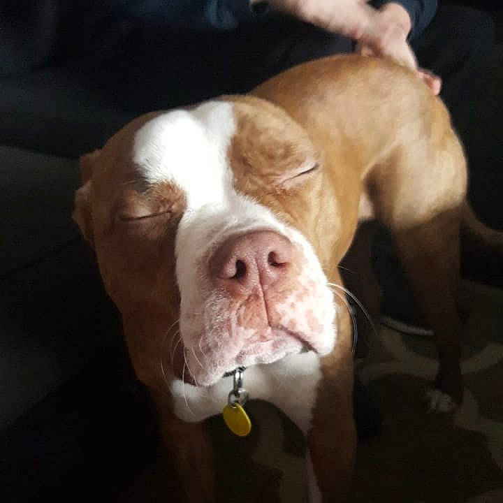 Mozart is registered to the contest to win money with this photo: american_bulldog, australian_bulldog, bulldog, canidae, carnivore, dog, dog_breed, dogue_de_bordeaux, ear, fawn, mammal, non_sporting_group, nose, old_english_bulldog, olde_english_bulldogge, pit_bull, rare_breed_dog, snout, sporting_group, vertebrate