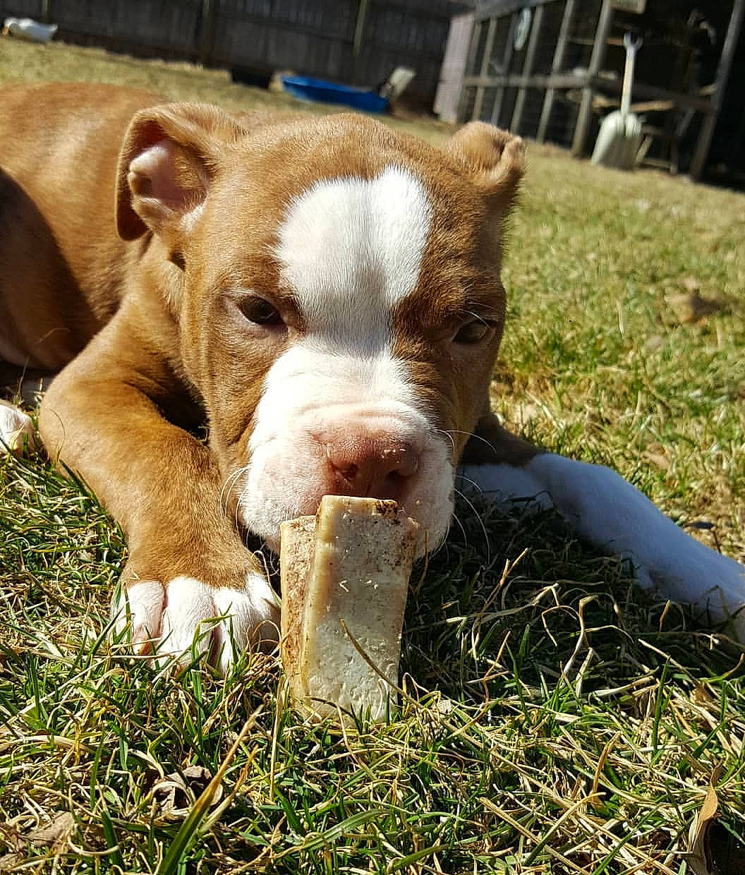 Mozart is registered to the contest to win money with this photo: american_pit_bull_terrier, american_staffordshire_terrier, bull_and_terrier, canidae, carnivore, dog, dog_breed, fawn, grass, mammal, non_sporting_group, nose, pit_bull, rare_breed_dog, snout, sporting_group, terrier, vertebrate