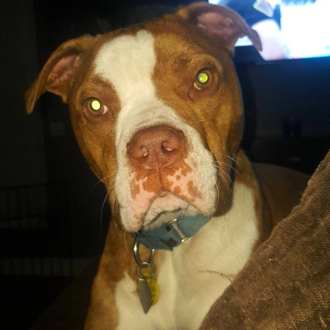 Mozart joined the competition — help win amazing prizes! american_bulldog, american_pit_bull_terrier, american_staffordshire_terrier, canidae, carnivore, companion_dog, dog, dog_breed, ear, fawn, mammal, non_sporting_group, nose, olde_english_bulldogge, pit_bull, rare_breed_dog, snout, sporting_group, valley_bulldog, vertebrate