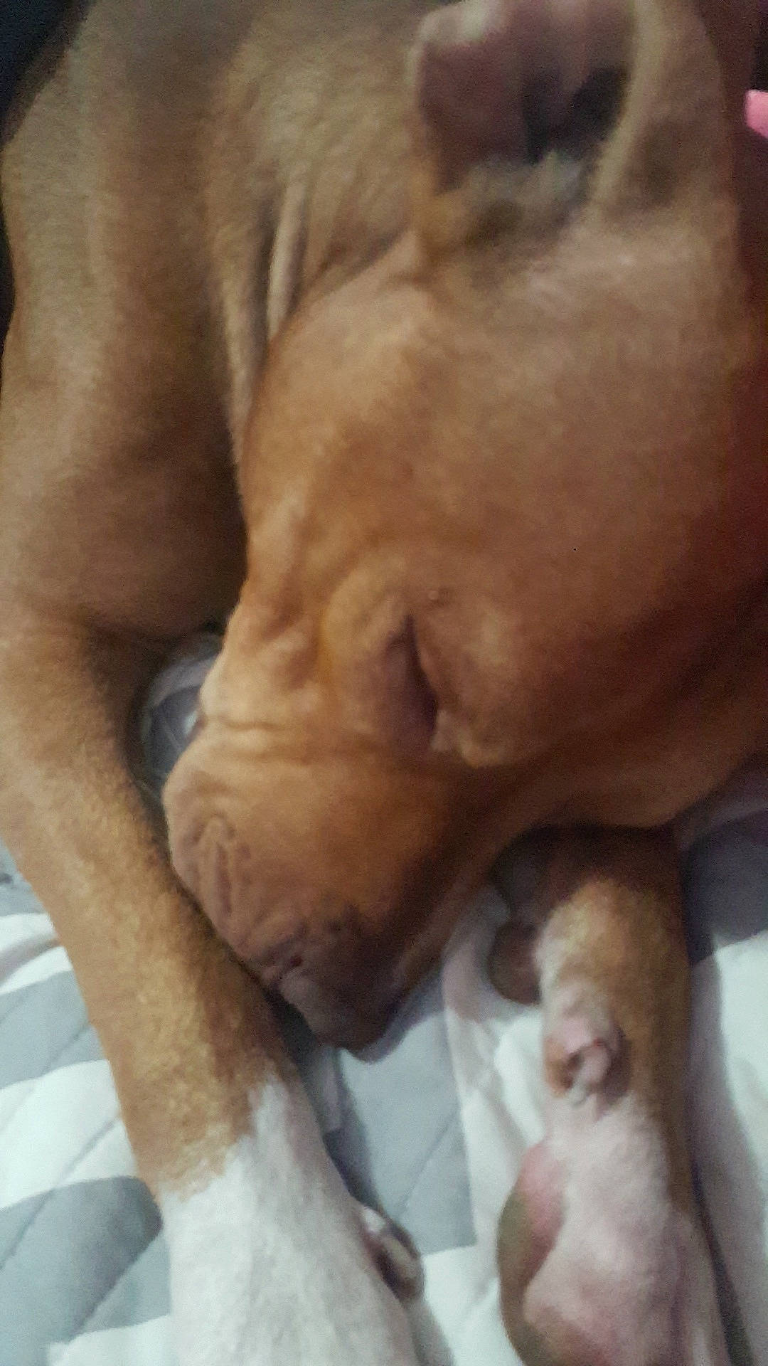 Beau joined the competition — help win amazing prizes! american_pit_bull_terrier, canidae, carnivore, dog, dog_breed, dogue_de_bordeaux, fawn, mammal, non_sporting_group, nose, pit_bull, puppy, puppy_love, shar_pei, snout, sporting_group, vertebrate, vizsla, wrinkle