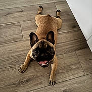 Vaia participe au concours pour gagner de l'argent avec cette photo : dog, french_bulldog, pet, floor, wooden_floor, happy, smiling, tongue_out, indoor, animal, cute, lying_down, ears, paws, brown, canine, playful, companion, domestic_animal, looking_up