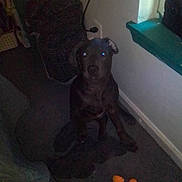 Mac joined the competition — help win amazing prizes! black_dog, cable, carpet, cozy, dim_lighting, dog, electrical_outlet, flash, floor, glowing_eyes, indoor, pet, puppy, shadow, sitting, stare, stuffed_toy, toy, wall, window