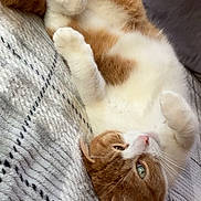 Butterscotch is registered to the contest to win money with this photo: animal, blanket, cat, cozy, cute, domestic_cat, feline, fur, green_eyes, indoor, lying_down, orange_cat, paws, pet, relaxed, resting, sleepy, tail, whiskers, white_cat
