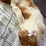 animal, blanket, cat, cozy, cute, domestic_cat, feline, fur, green_eyes, indoor, lying_down, orange_cat, paws, pet, relaxed, resting, sleepy, tail, whiskers, white_cat