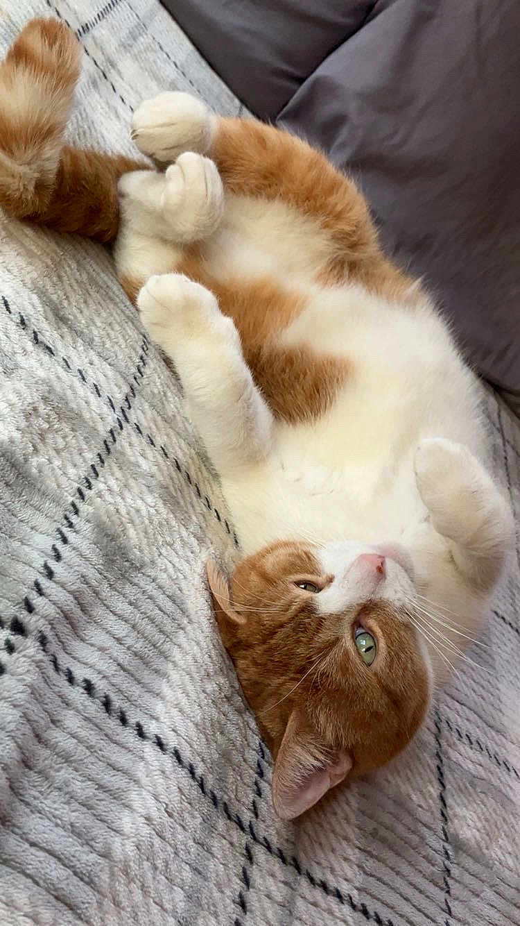 Butterscotch