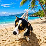 dog, beach, party_hat, sand, ocean, palm_tree, sunny, outdoor, holiday, vacation, animal, pet, tropical, nature, sky, water, summer, holiday_vibes, cute, portrait