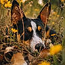 Azul is registered to the contest to win money with this photo: dog, animal, ears, face, paw, flowers, yellow_flowers, wildflowers, nature, outdoor, grass, field, closeup, portrait, resting, sunlight, golden_hour, brown, black, white