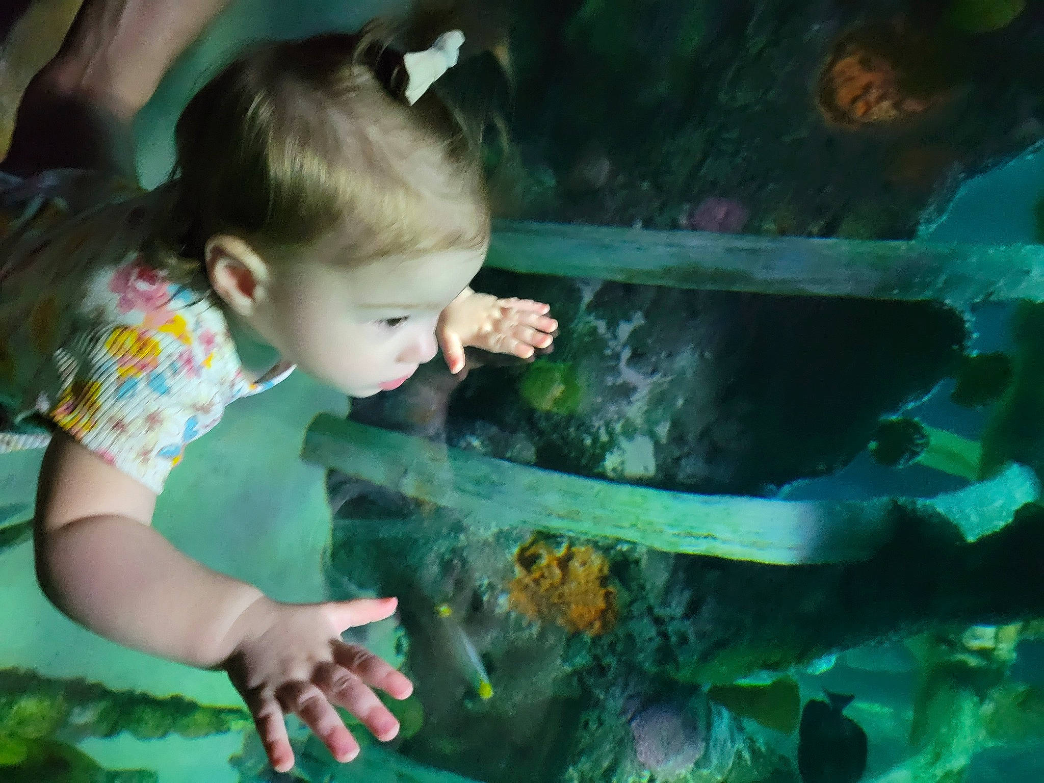 Ada is registered to the contest to win money with this photo: aquarium, aquatic_plant, baby, baby_toddler_clothing, child, fish, fun, grass, hair_tie, happy, marine_biology, people_in_nature, person, plant, reef, reptile, sunglasses, terrestrial_plant, toddler, underwater