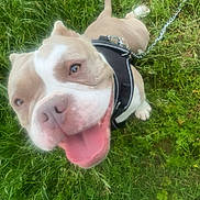 Maya a rejoint le concours — aidez-le/la à gagner de superbes lots ! dog, happy, smiling, tongue_out, harness, leash, grass, outdoor, pet, canine, playful, animal, nature, greenery, cute, friendly, muzzle, ears, walking, daylight