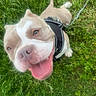 animal, canine, cute, daylight, dog, ears, friendly, grass, greenery, happy, harness, leash, muzzle, nature, outdoor, pet, playful, smiling, tongue_out, walking