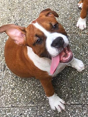 Raiponce a rejoint le concours — aidez-le/la à gagner de superbes lots ! american_pit_bull_terrier, american_staffordshire_terrier, ancient_dog_breeds, australian_bulldog, boxer, canidae, carnivore, companion_dog, dog, dog_breed, fawn, mammal, non_sporting_group, nose, rare_breed_dog, snout, sporting_group, staffordshire_bull_terrier, valley_bulldog, vertebrate