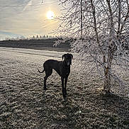 Lorraine joined the competition — help win amazing prizes! dog, black_dog, frost, field, winter, tree, branches, sun, sky, grass, nature, outdoor, cold, morning, shadow, landscape, animal, pet, frozen, bare_tree