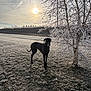 animal, bare_tree, black_dog, branches, cold, dog, field, frost, frozen, grass, landscape, morning, nature, outdoor, pet, shadow, sky, sun, tree, winter