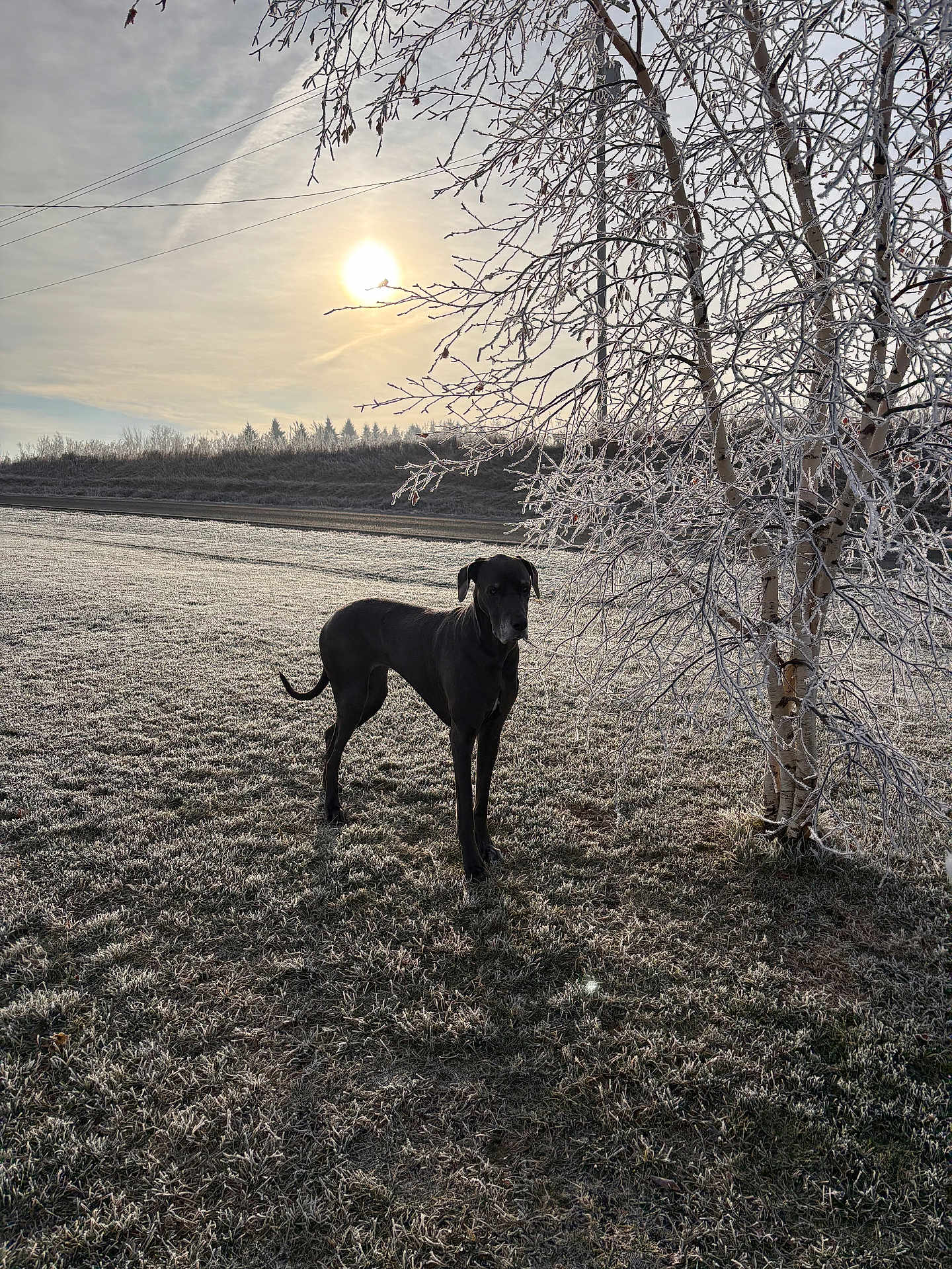 Lorraine joined the competition — help win amazing prizes! dog, black_dog, frost, field, winter, tree, branches, sun, sky, grass, nature, outdoor, cold, morning, shadow, landscape, animal, pet, frozen, bare_tree