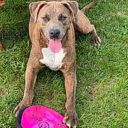 Buster joined the competition — help win amazing prizes! dog, brindle, grass, frisbee, pink, toy, outdoor, pet, happy, tongue_out, paw, bench, playful, animal, canine, nature, summer, green, resting, friendly
