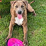 dog, brindle, grass, frisbee, pink, toy, outdoor, pet, happy, tongue_out, paw, bench, playful, animal, canine, nature, summer, green, resting, friendly