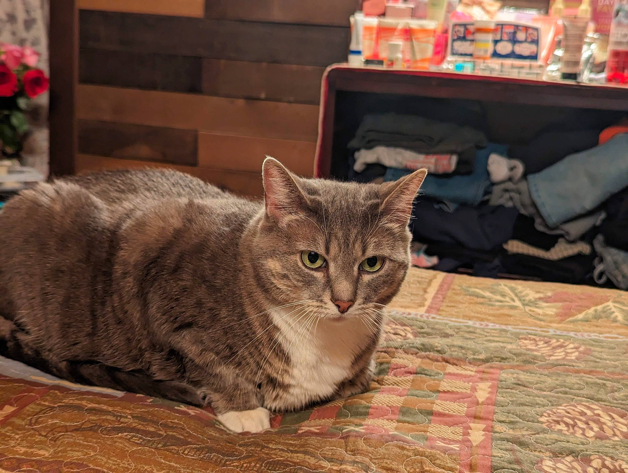 Chi Chi joined the competition — help win amazing prizes! carnivore, cat, cat_furniture, cat_supply, comfort, domestic_short_haired_cat, fawn, felidae, flooring, fur, hardwood, houseplant, paw, plant, sitting, small_to_medium_sized_cats, snout, tail, whiskers, wood