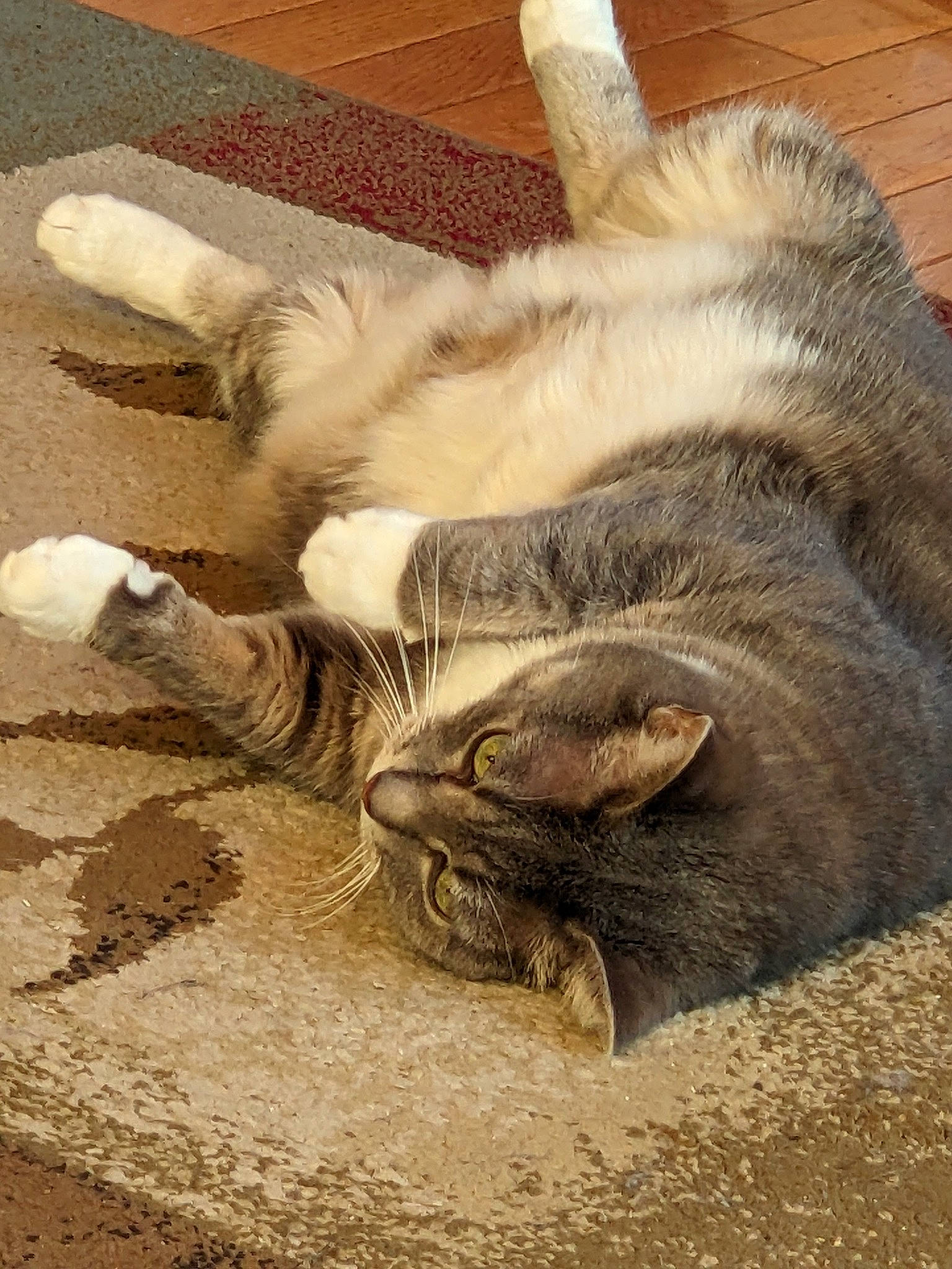 Chi Chi joined the competition — help win amazing prizes! carnivore, cat, claw, comfort, domestic_short_haired_cat, fawn, felidae, foot, fur, human_leg, nap, paw, sand, small_to_medium_sized_cats, snout, soil, tail, terrestrial_animal, whiskers, wood