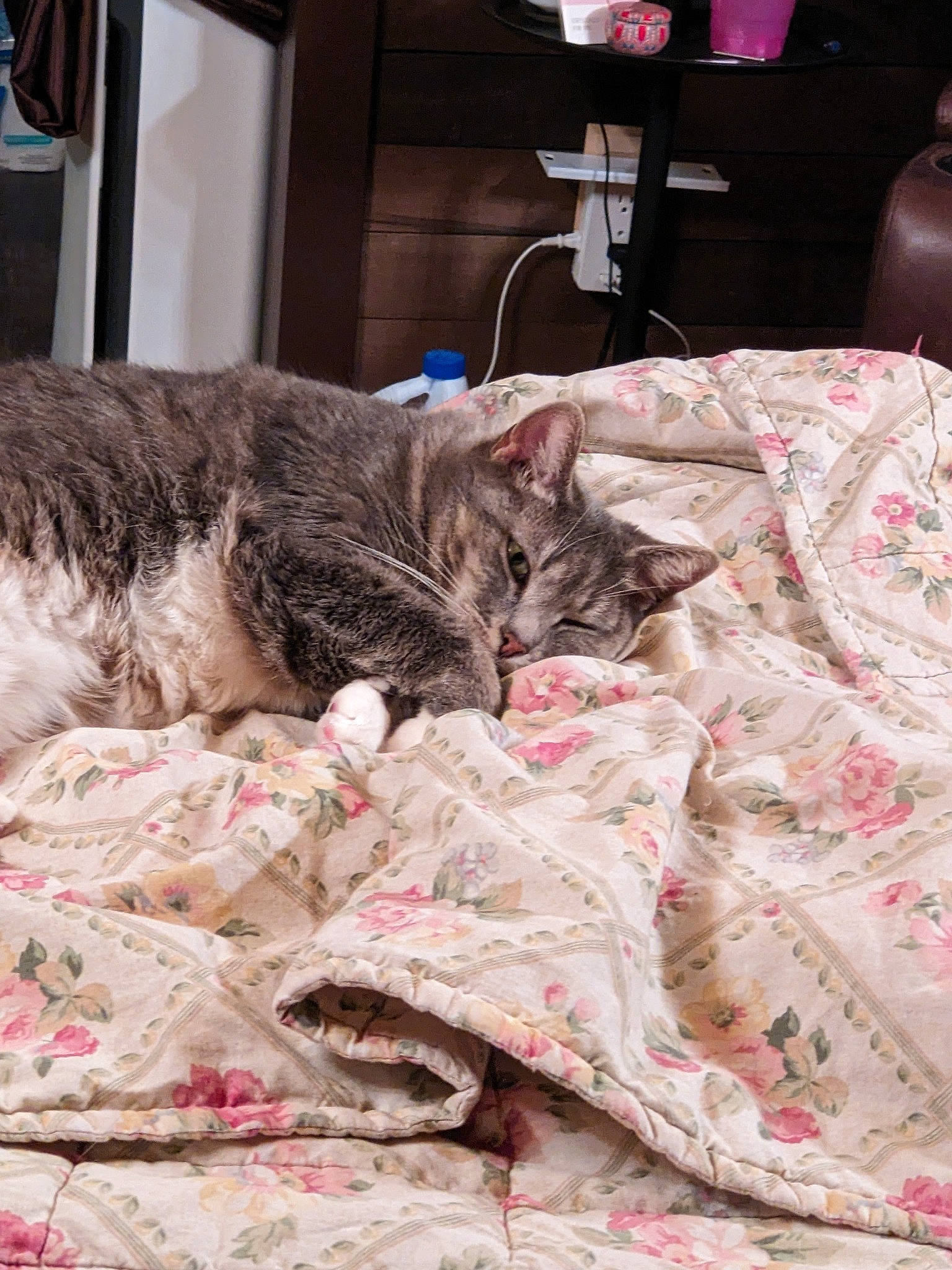 Chi Chi joined the competition — help win amazing prizes! bed, bed_sheet, bedding, bedroom, blanket, carnivore, cat, comfort, domestic_short_haired_cat, felidae, fur, linens, nap, pattern, room, small_to_medium_sized_cats, tail, textile, whiskers, wood