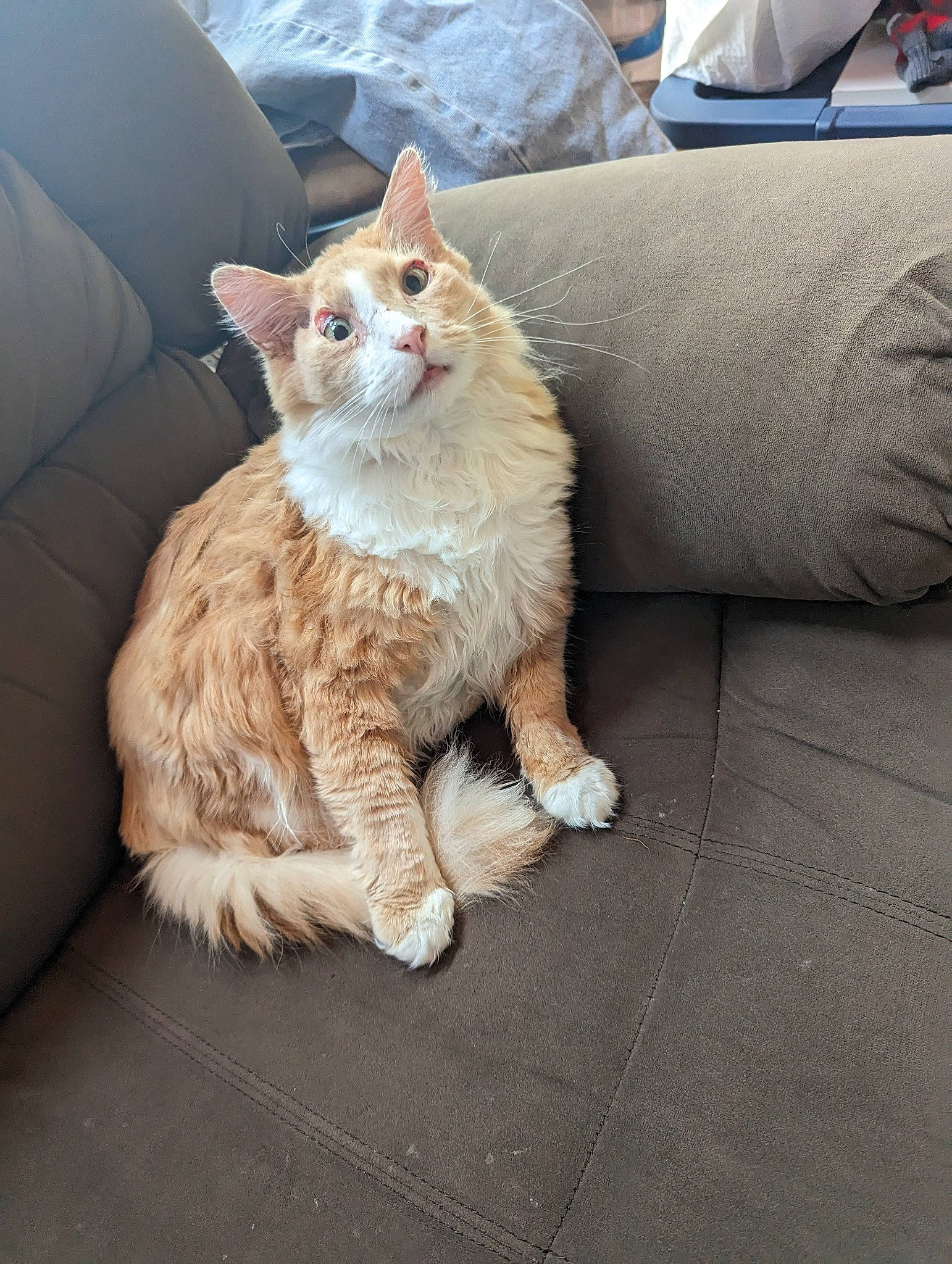 Warden joined the competition — help win amazing prizes! carnivore, cat, claw, comfort, couch, domestic_short_haired_cat, fawn, felidae, foot, fur, gesture, human_leg, paw, sitting, small_to_medium_sized_cats, snout, tail, whiskers, window, wood