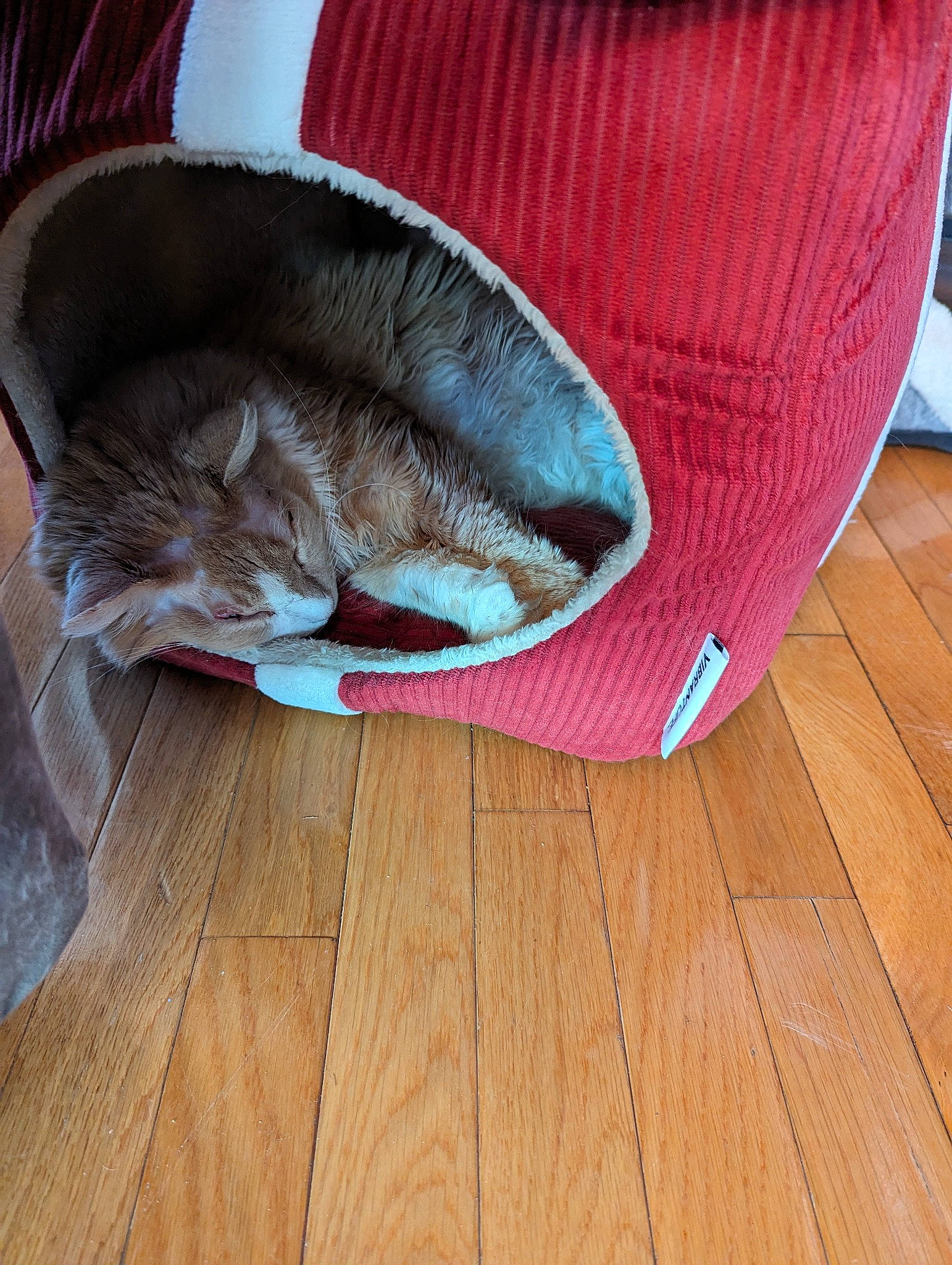 Warden is registered to the contest to win money with this photo: bag, carnivore, cat, cat_supply, comfort, fawn, felidae, floor, flooring, fur, hardwood, laminate_flooring, linens, plank, small_to_medium_sized_cats, varnish, whiskers, wood, wood_flooring, wood_stain