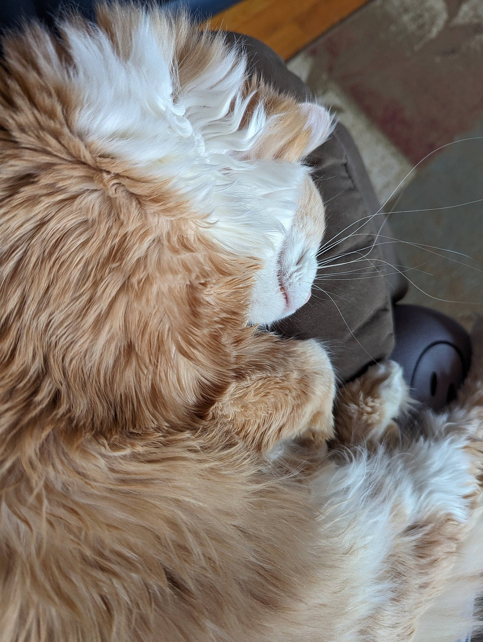 Warden is registered to the contest to win money with this photo: animal_product, canidae, carnivore, cat, claw, comfort, companion_dog, dog_breed, fawn, felidae, fur, fur_clothing, natural_material, paw, small_to_medium_sized_cats, snout, sporting_group, tail, terrestrial_animal, whiskers