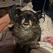 Youki participe au concours pour gagner de l'argent avec cette photo : dog, small_dog, fluffy, tongue_out, pet, indoor, blanket, person, legs, footwear, cozy, relaxed, fur, cute, companion, animal, resting, home, comfort, portrait