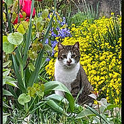 Mickey a rejoint le concours — aidez-le/la à gagner de superbes lots ! cat, flower, garden, yellow_flower, red_flower, purple_flower, plant, greenery, outdoor, nature, animal, pet, sitting, fur, leaf, bush, spring, colorful, wildlife, flora