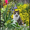 cat, flower, garden, yellow_flower, red_flower, purple_flower, plant, greenery, outdoor, nature, animal, pet, sitting, fur, leaf, bush, spring, colorful, wildlife, flora