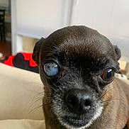 Chicki is registered to the contest to win money with this photo: dog, chihuahua, pet, close_up, portrait, face, eye, cloudy_eye, cataract, nose, whiskers, fur, brown_fur, indoor, couch, sofa, domestic, cute, curious, pet_portrait