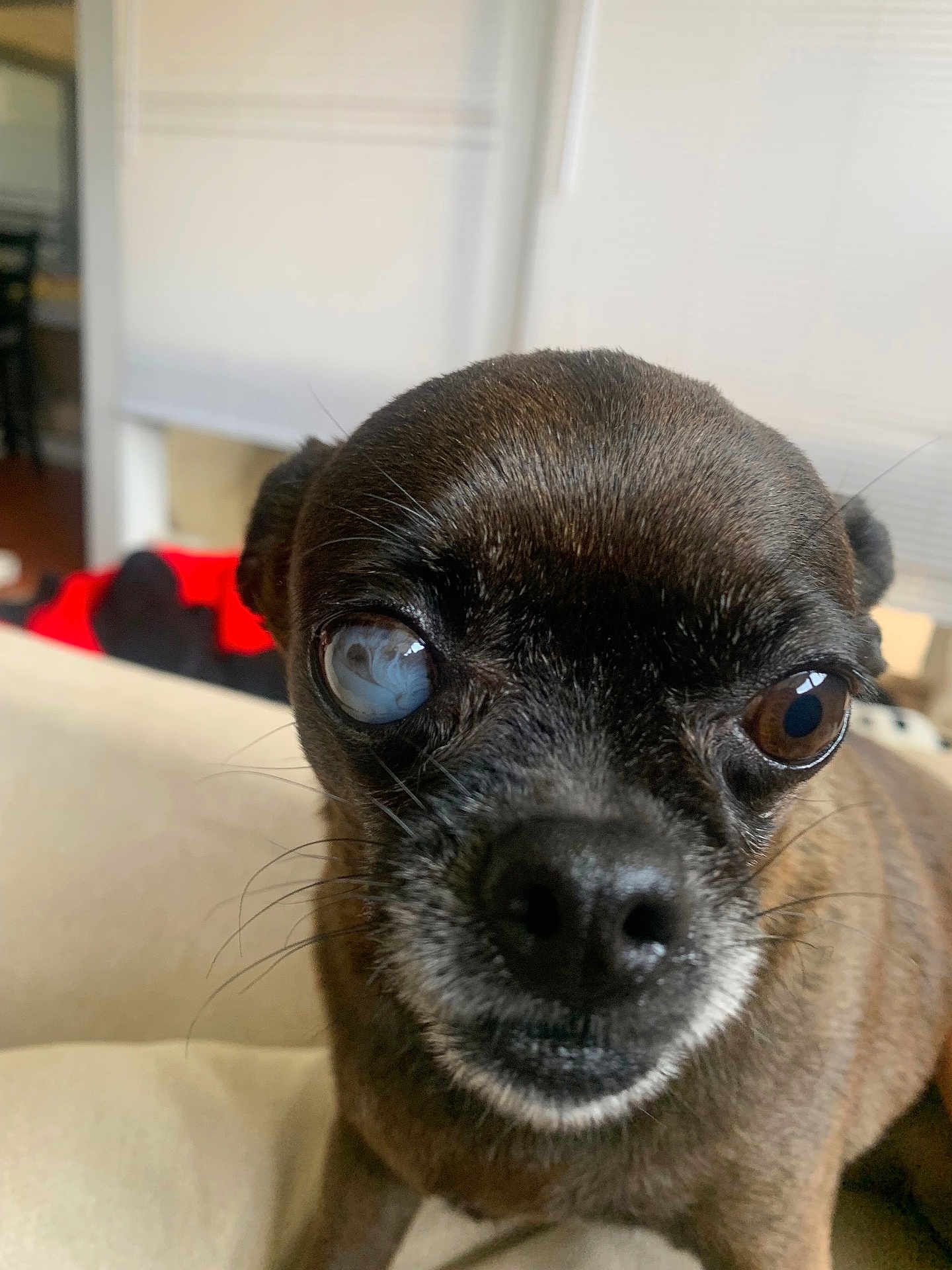 Chicki is registered to the contest to win money with this photo: dog, chihuahua, pet, close_up, portrait, face, eye, cloudy_eye, cataract, nose, whiskers, fur, brown_fur, indoor, couch, sofa, domestic, cute, curious, pet_portrait