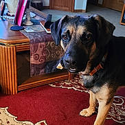 Legion is registered to the contest to win money with this photo: animal, black, book, brown, candle, canine, carpet, coffee_table, collar, curious, decor, dog, floor, home, indoor, living_room, mischievous, pet, television, wooden_furniture