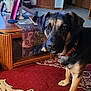 animal, black, book, brown, candle, canine, carpet, coffee_table, collar, curious, decor, dog, floor, home, indoor, living_room, mischievous, pet, television, wooden_furniture