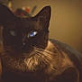 cat, siamese_cat, blue_eyes, indoor, close_up, animal, pet, whiskers, fur, face, portrait, domestic_cat, mammal, feline, looking, reflection, shadow, warm_lighting, blurred_background, cute