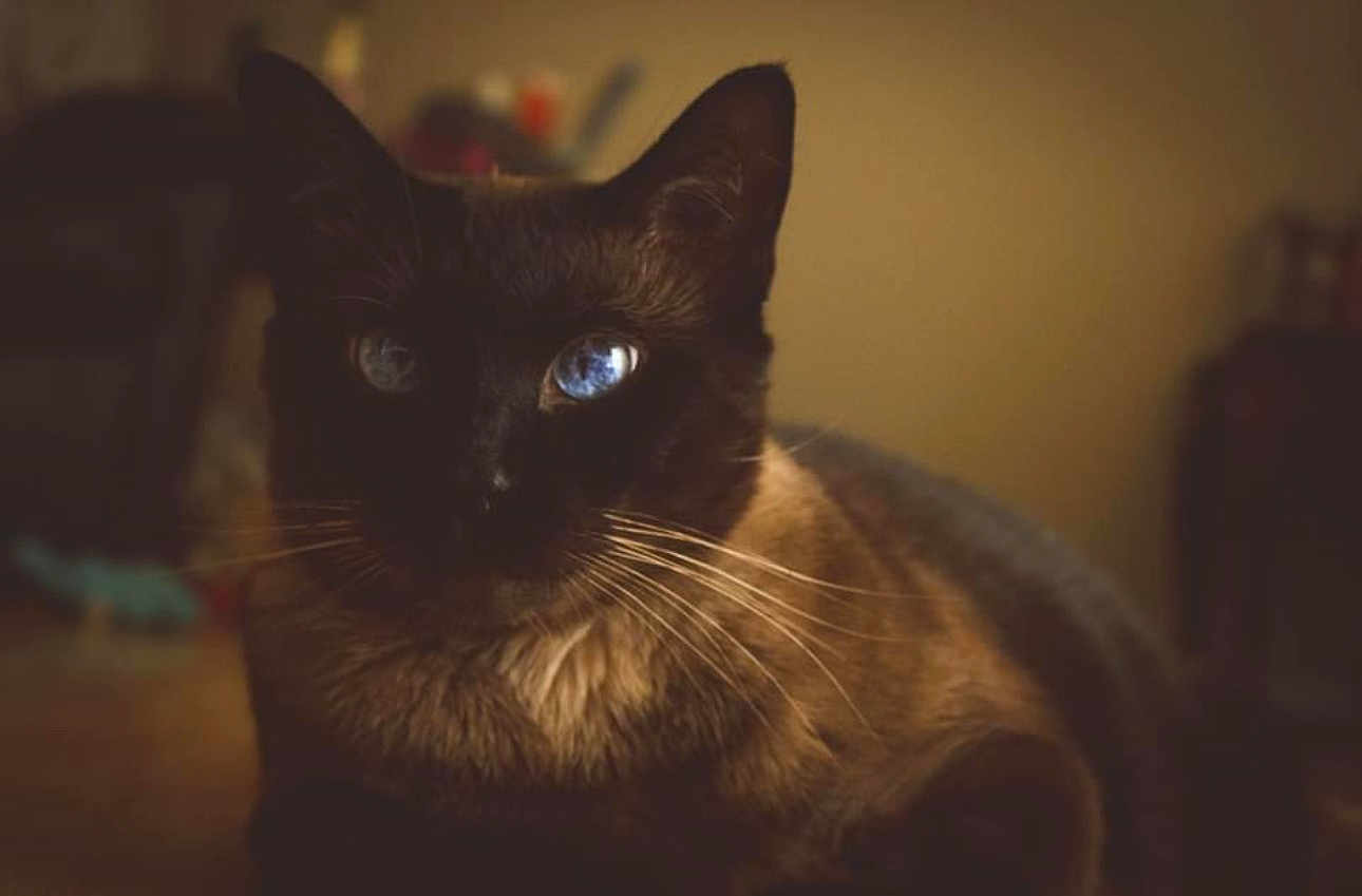 Castiel